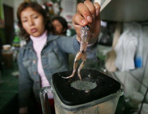 
	
	Bạn có đủ can đảm thử loại thức uống được xay từ ếch sống ở thủ đô Lima, Peru?